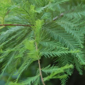 Bald Cypress Live Trees (2-Pack) - Taxodium Distichum - 6-10