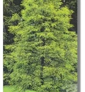 Bald Cypress Tree Bare Root Seedlings - 2x 2ft Tall - Outdoor Deciduous Conifer - Image 2