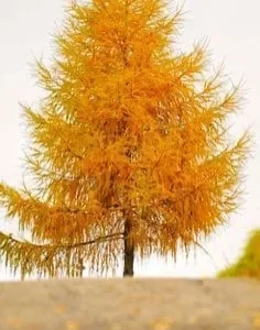 Bald Cypress Tree Bare Root Seedlings - 2x 2ft Tall - Outdoor Deciduous Conifer - Image 1