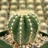 Balloon Cactus Live Plant - Parodia Magnifica in 4 inch Pot, Indoor/Outdoor - Image 1