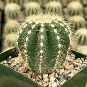 Balloon Cactus Live Plant - Parodia Magnifica in 4 inch Pot, Indoor/Outdoor - Image 2