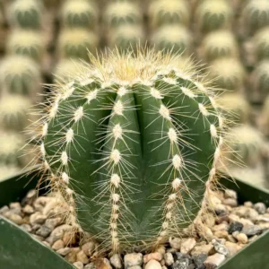Balloon Cactus Live Plant - Parodia Magnifica in 4 inch Pot, Indoor/Outdoor - Image 1