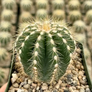 Balloon Cactus Live Plant - Parodia Magnifica in 4 inch Pot, Indoor/Outdoor - Image 4