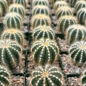 Balloon Cactus Live Plant - Parodia Magnifica in 4 inch Pot, Indoor/Outdoor - Image 5