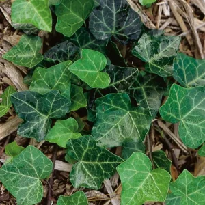 Baltic Ivy Live Plant – Evergreen Ground Cover Vine, 2.5-inch Pot, Outdoor - Image 2