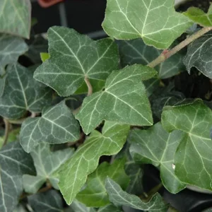 Baltic Ivy Live Plant – Evergreen Ground Cover Vine, 2.5-inch Pot, Outdoor - Image 3