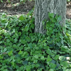 Baltic Ivy Live Plant – Evergreen Ground Cover Vine, 2.5-inch Pot, Outdoor - Image 4