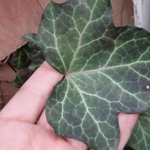 Baltic Sub-Zero Ivy Bare Root Plants - 5 Count Evergreen Groundcover, USDA Zones 4-9 - Image 3