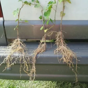 Baltic Sub-Zero Ivy Bare Root Plants - 5 Count Evergreen Groundcover, USDA Zones 4-9 - Image 5