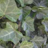 Baltic Sub-Zero Ivy Bare Root Plants - 5 Count Evergreen Groundcover, USDA Zones 4-9 - Image 1