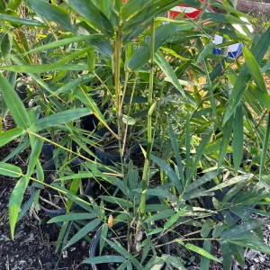 Bamboo Tree Live Plant - 3 Gallon Pot, 2-3 Feet Tall, Outdoor/Indoor - Image 3