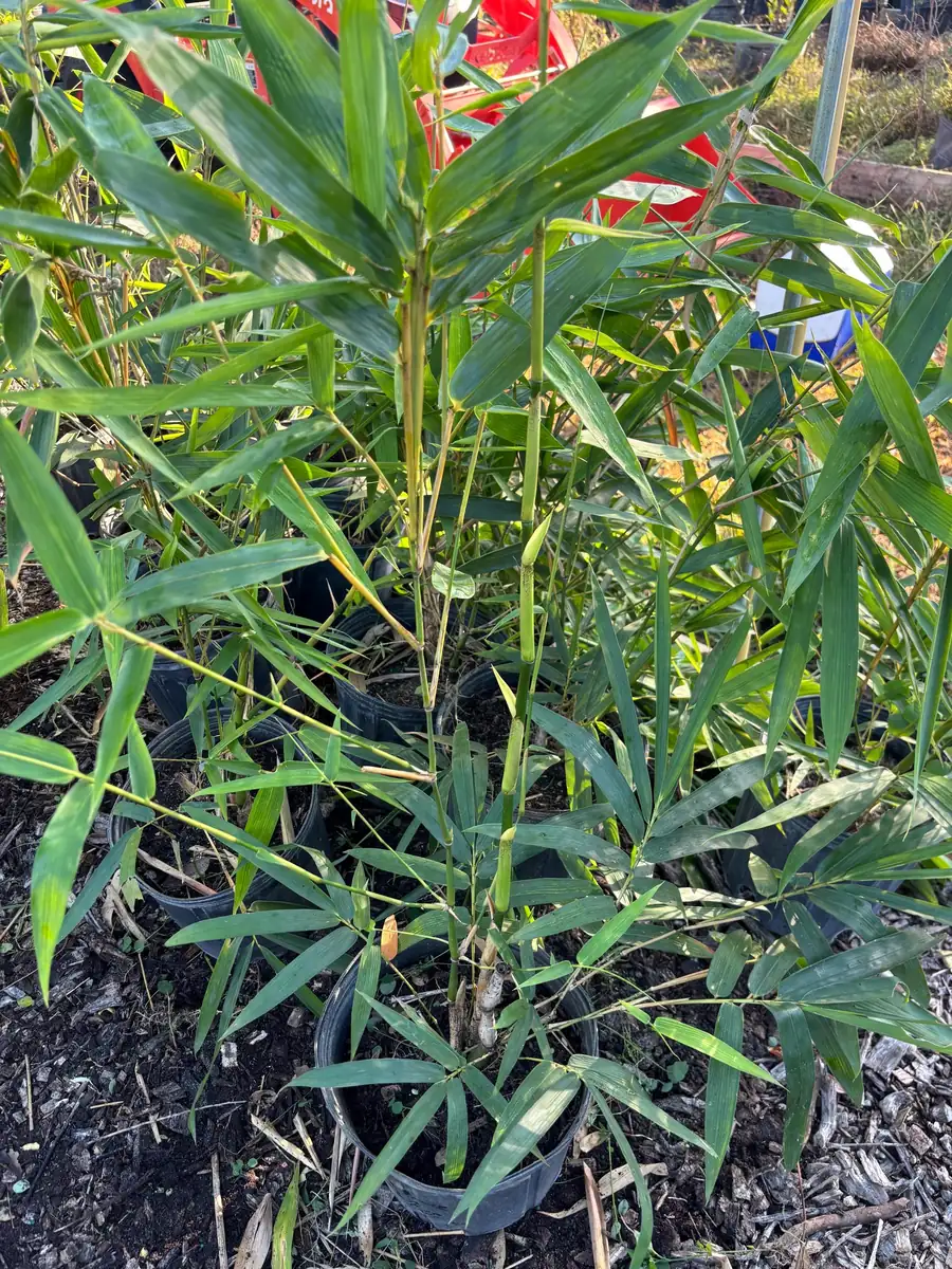 Bamboo Tree Live Plant - 3 Gallon Pot, 2-3 Feet Tall, Outdoor/Indoor - Image 3