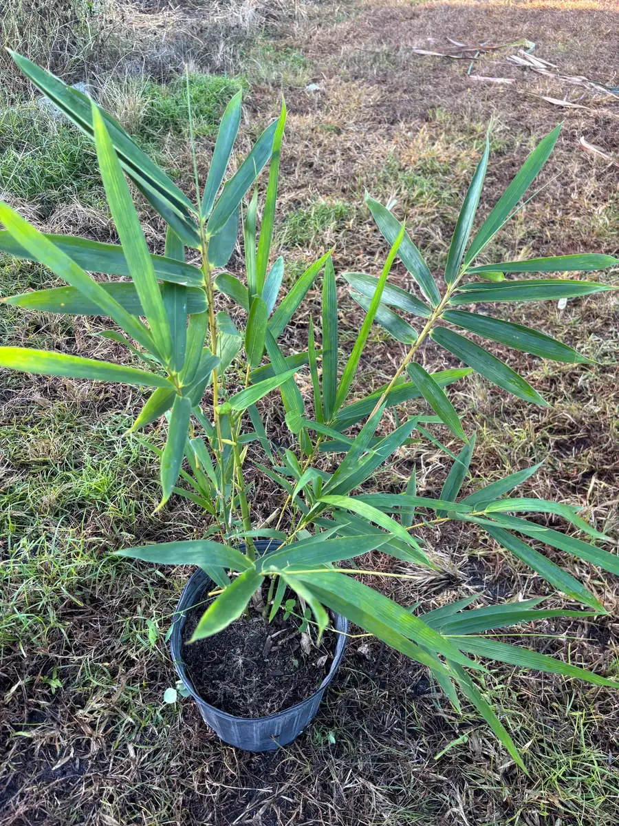 Bamboo Tree Live Plant - 3 Gallon Pot, 2-3 Feet Tall, Outdoor/Indoor - Image 1