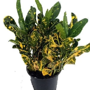 Banana Croton Live Plant - 2 Pack 3