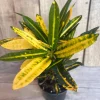 Banana Croton Live Plant - 4" Pot - Vibrant Indoor/Outdoor Houseplant - Image 1