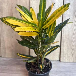 Banana Croton Live Plant - 4