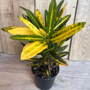 Banana Croton Live Plant - 4