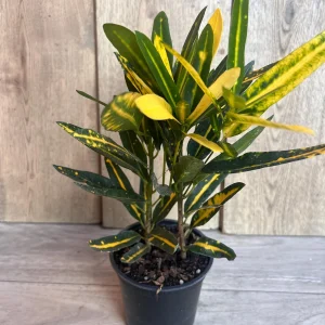 Banana Croton Live Plant - 4