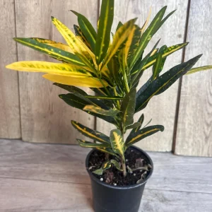 Banana Croton Live Plant - 4