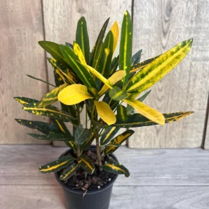 Banana Croton Live Plant - 4