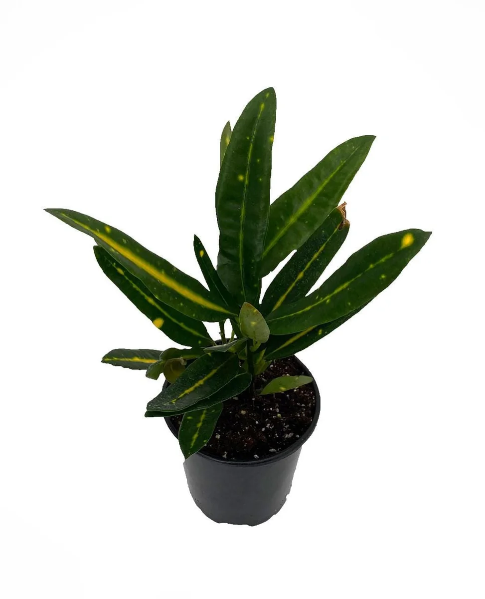 Banana Croton Live Plant – Colorful Houseplant – 4 inch Pot – Indoor - Image 1
