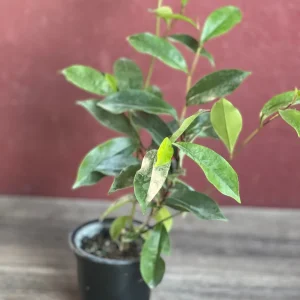 Banana Shrub Live Plant - Michelia figo 4 inch Pot - Fragrant Flowers - Image 4