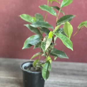 Banana Shrub Live Plant - Michelia figo 4 inch Pot - Fragrant Flowers - Image 6