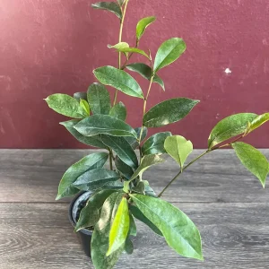 Banana Shrub Live Plant - Michelia figo 4 inch Pot - Fragrant Flowers - Image 7