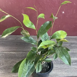 Banana Shrub Live Plant - Michelia figo 4 inch Pot - Fragrant Flowers - Image 8