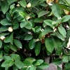 Banana Shrub Live Plant (Michelia figo) - 6-12 Inches Tall - 1 Gallon Pot - Image 1