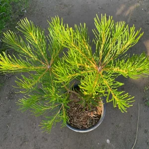 Banksia Spinulosa 'Schnapper Point' Live Plant – 1 to 2 Feet Tall, 3 Gallon Pot - Image 2