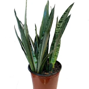 Bantel's Sensation Snake Plant – Live Sansevieria – 6 inch Pot – Indoor Houseplant - Image 1