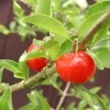 Barbados Cherry Live Plant - 2-3 Ft Tall - 3 Gallon Pot - Acerola Cherry - Image 1
