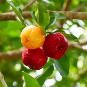 Barbados Cherry Live Plant – 2-3 ft Tall – Edible Fruit – Attracts Pollinators – Outdoor - Image 2