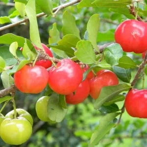 Barbados Cherry Live Plant – 2-3 ft Tall – Edible Fruit – Attracts Pollinators – Outdoor - Image 3