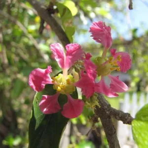 Barbados Cherry Live Plant – 2-3 ft Tall – Edible Fruit – Attracts Pollinators – Outdoor - Image 4