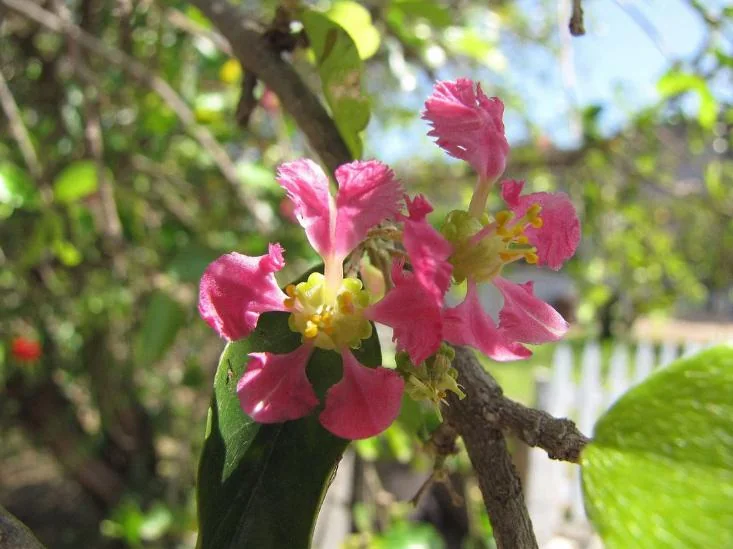 Barbados Cherry Live Plant – 2-3 ft Tall – Edible Fruit – Attracts Pollinators – Outdoor - Image 4