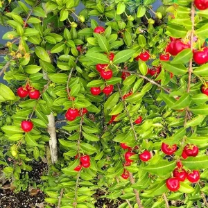 Barbados Cherry Live Plant – 2-3 ft Tall – Edible Fruit – Attracts Pollinators – Outdoor - Image 5