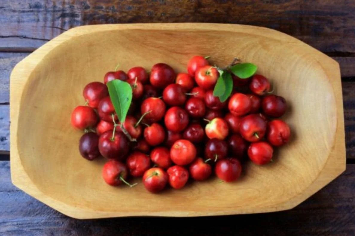 Barbados Cherry Live Plant – 2-3 ft Tall – Edible Fruit – Attracts Pollinators – Outdoor - Image 6