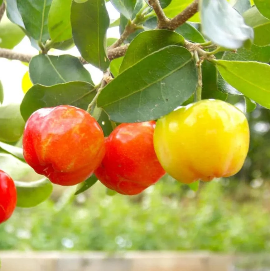 Barbados Cherry Live Plant – 2-3 ft Tall – Edible Fruit – Attracts Pollinators – Outdoor - Image 1