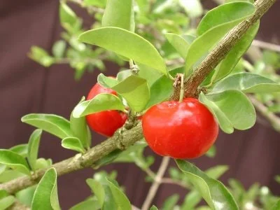 Barbados Cherry Live Plant – 3 Feet Tall – 3 Gallon Pot – Fruit Tree - Image 1