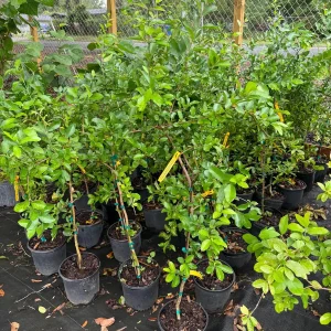 Barbados Cherry Tree Live Plant – 3 Gallon Pot – 3 Feet Tall – Edible Fruit - Image 3