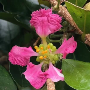 Barbados Cherry Tree Live Plant - Acerola Red Cherry Tropical Fruit Tree - 4-8 Inch Tall - Image 2