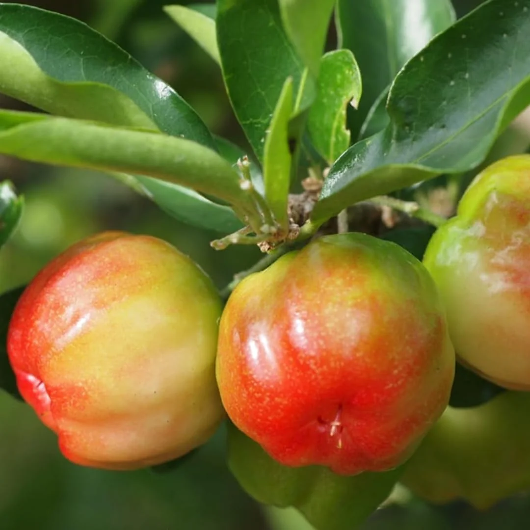 Barbados Cherry Tree Live Plant - Acerola Red Cherry Tropical Fruit Tree - 4-8 Inch Tall - Image 3