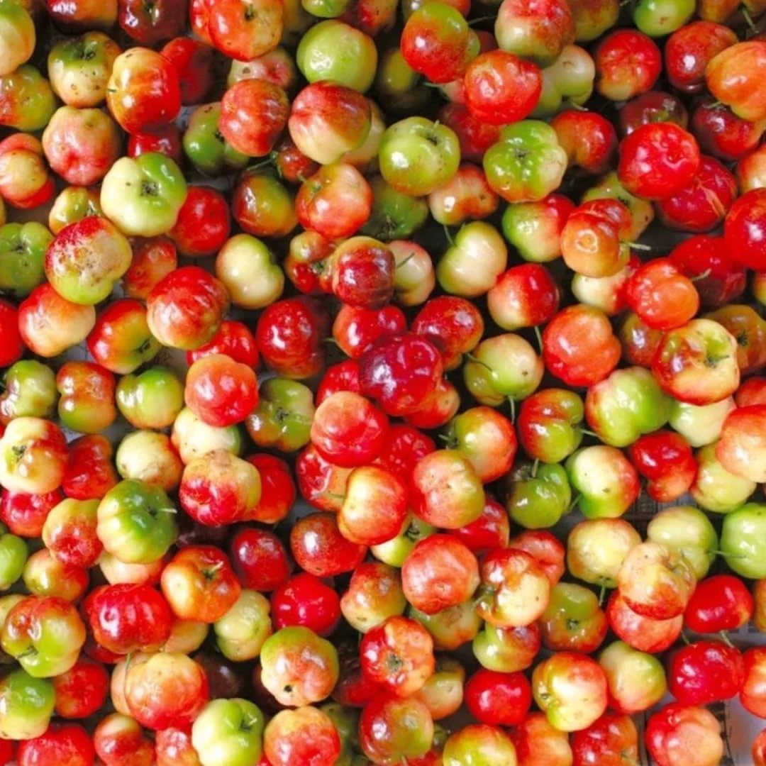 Barbados Cherry Tree Live Plant - Acerola Red Cherry Tropical Fruit Tree - 4-8 Inch Tall - Image 6