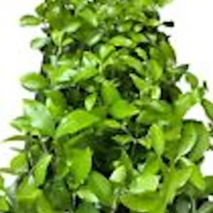 Barbados Cherry Tree Live Plant - Malpighia Emarginata Fruit Tree Starter - Image 2