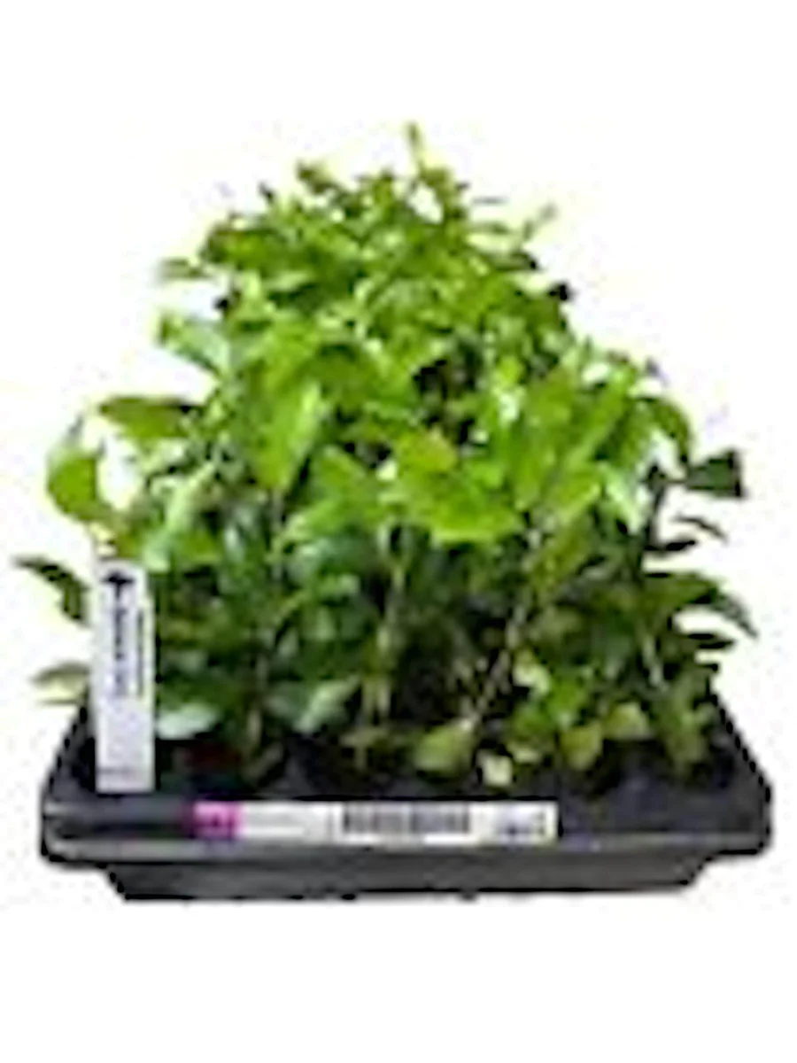 Barbados Cherry Tree Live Plant - Malpighia Emarginata Fruit Tree Starter - Image 3