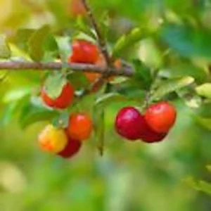 Barbados Cherry Tree Live Plant - Malpighia Emarginata Fruit Tree Starter - Image 4