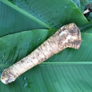 Bare Root Horseradish Plant - Perennial Herb for Culinary Use, Zone 3-8 - Image 2
