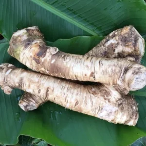 Bare Root Horseradish Plant - Perennial Herb for Culinary Use, Zone 3-8 - Image 1